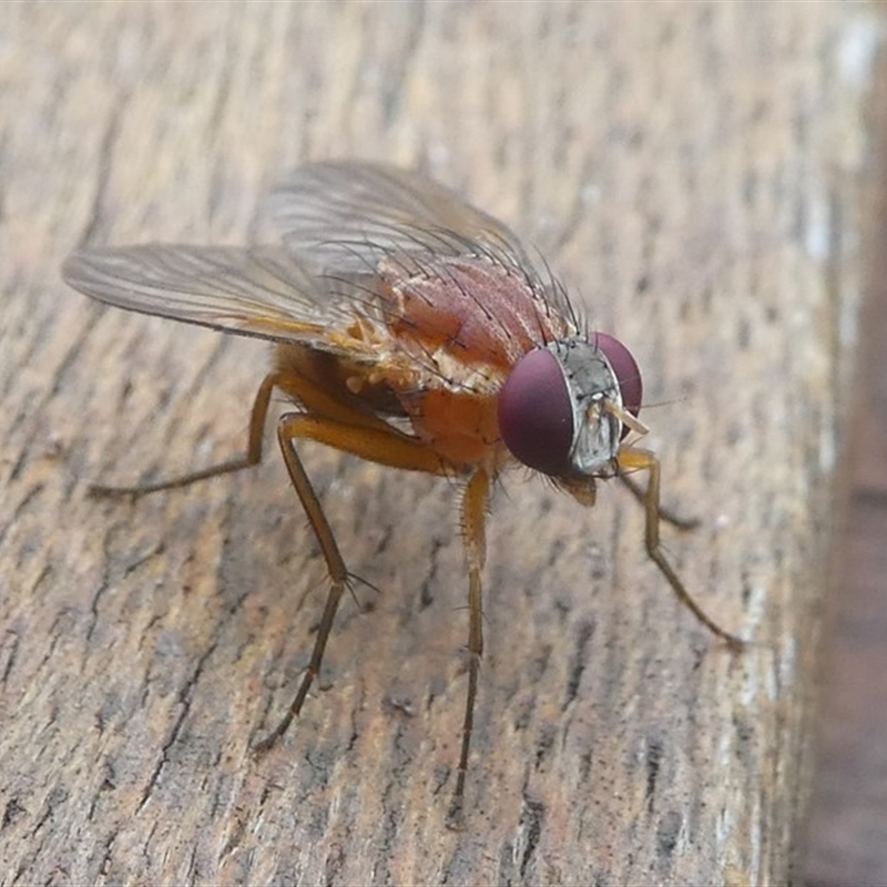 Dichaetomyia sp. (genus)