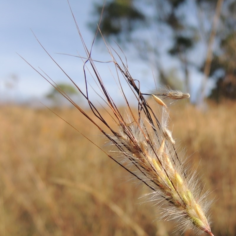 Dichanthium sericeum