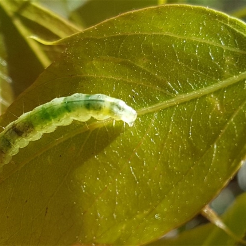 Dichocrocis clytusalis