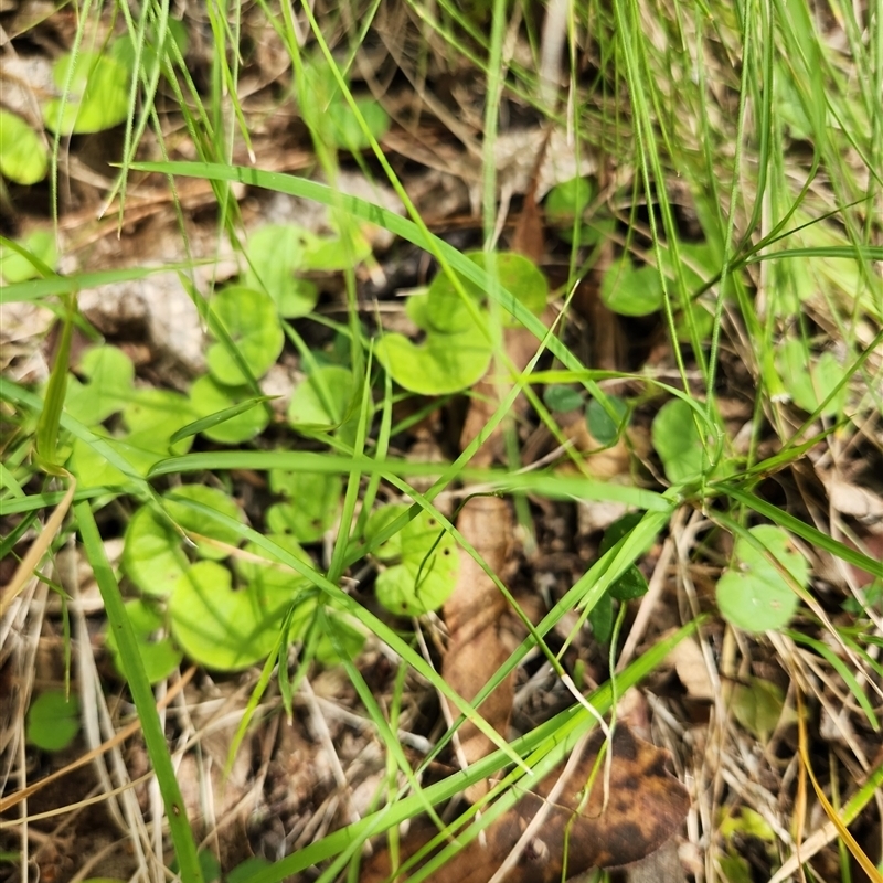 Dichondra repens