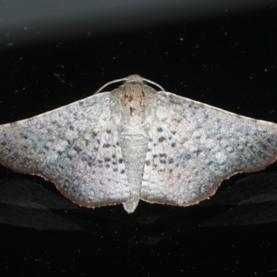 Aglaopus centiginosa