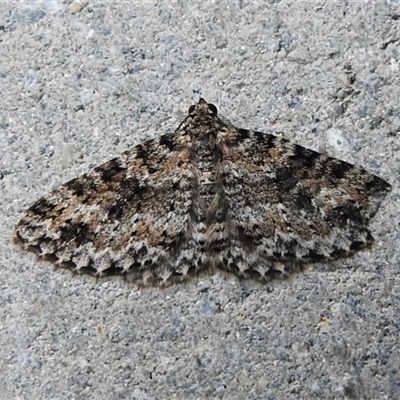 Dichromodes (genus)