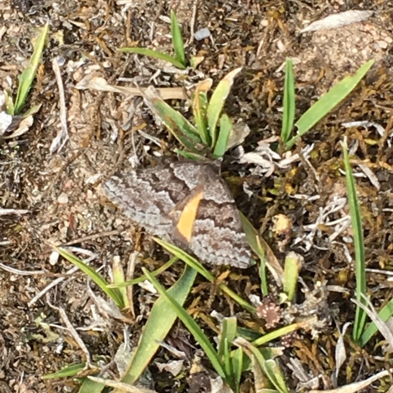 Dichromodes ainaria