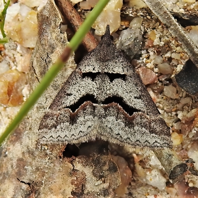 Dichromodes atrosignata