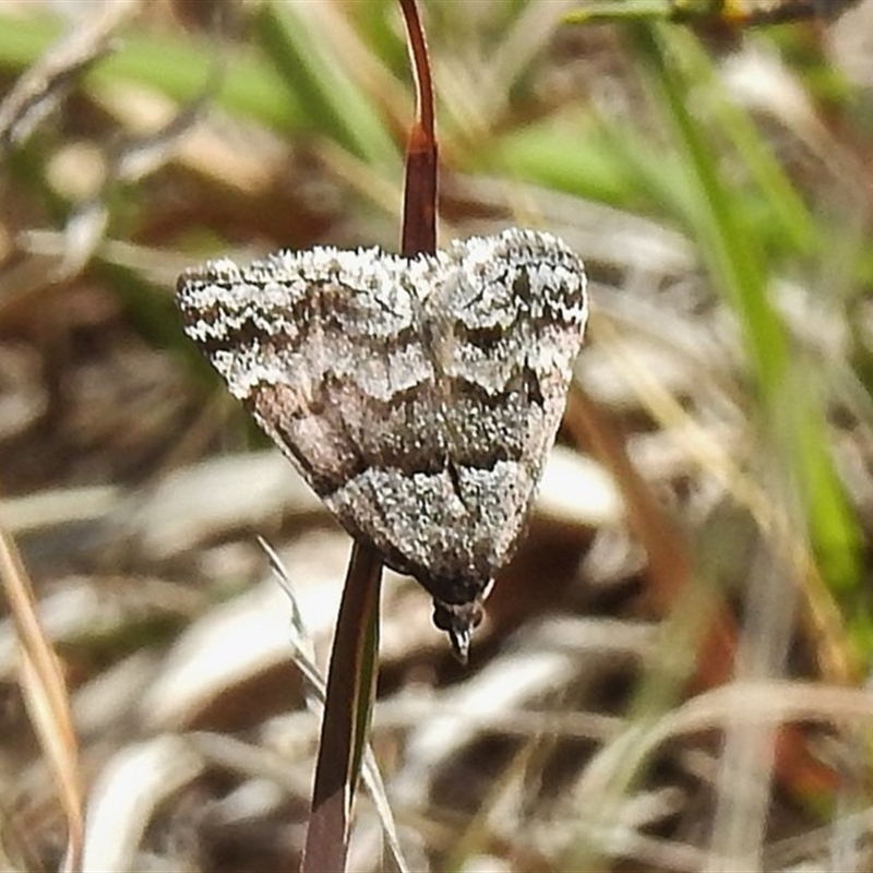 Dichromodes diffusaria