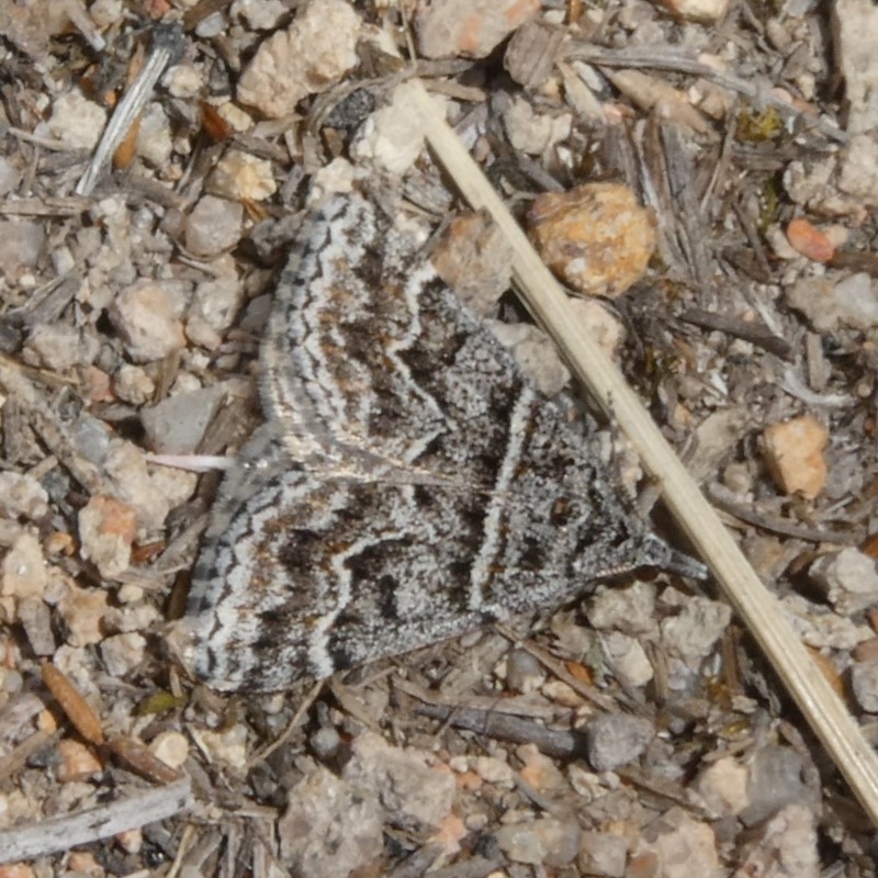 Dichromodes diffusaria