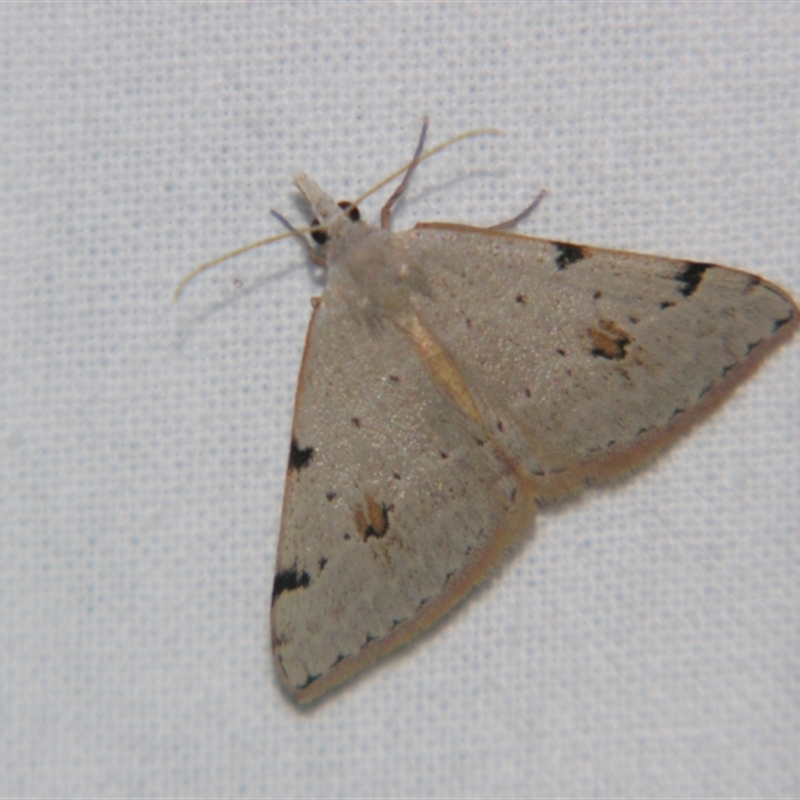 Dichromodes estigmaria