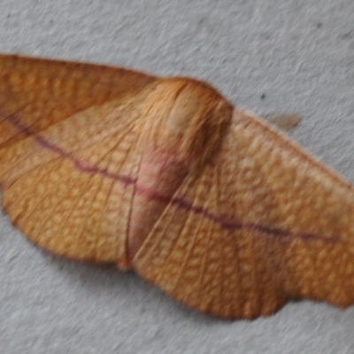 Aglaopus pyrrhata