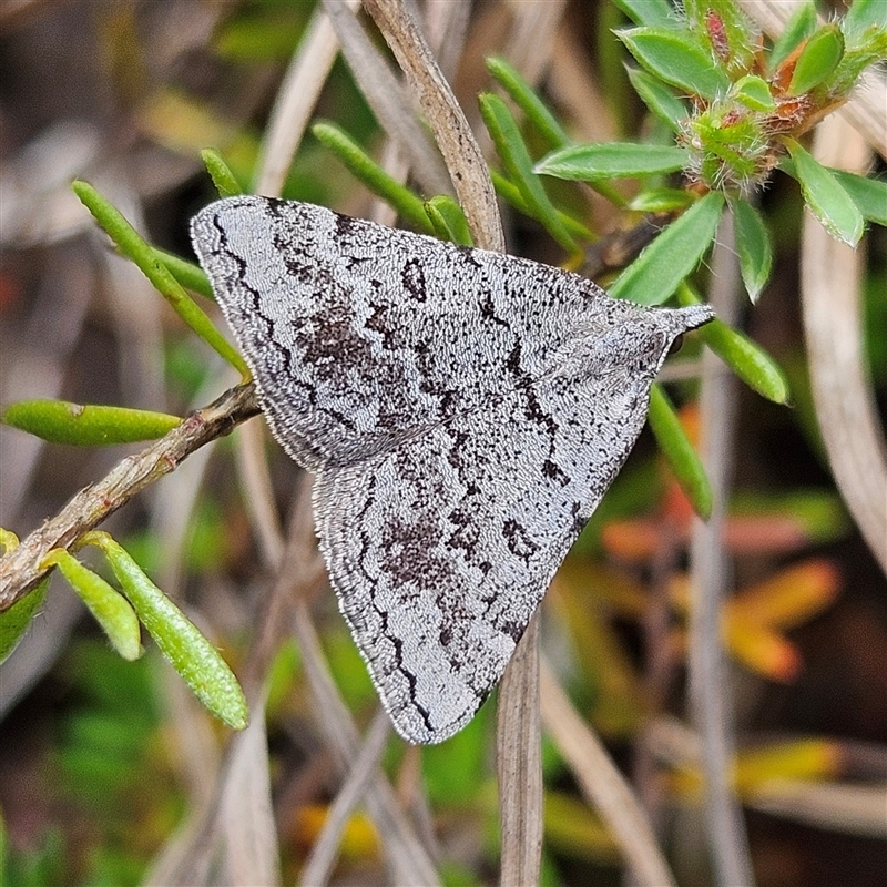 Dichromodes indicataria