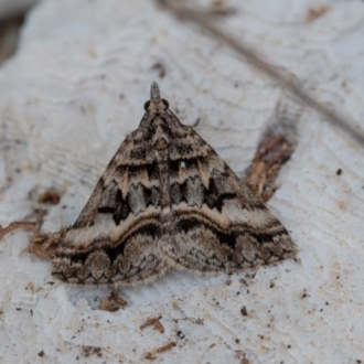 Paul Whitington - Nadgee Nature Reserve (male)