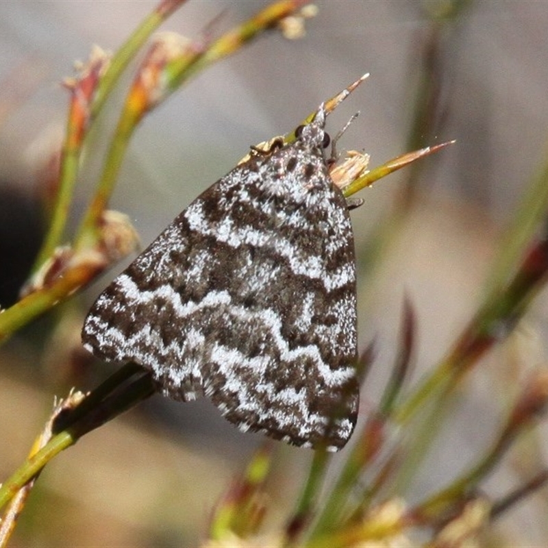 Dichromodes oriphoetes