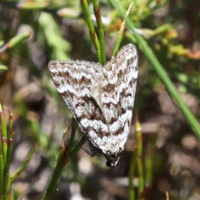 Dichromodes oriphoetes