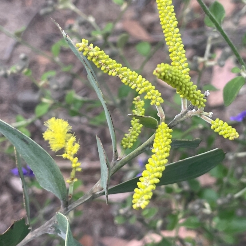 Acacia binervia