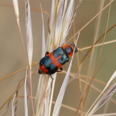 Dicranolaius concinicornis