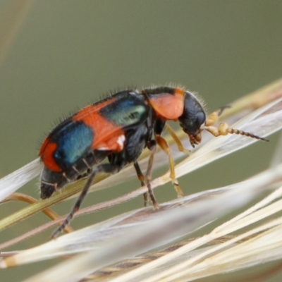 Dicranolaius concinicornis