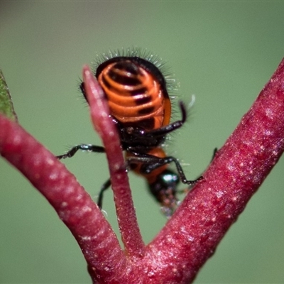 the underside is orange with black markings