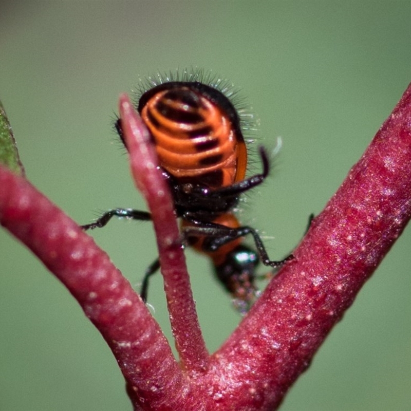 the underside is orange with black markings