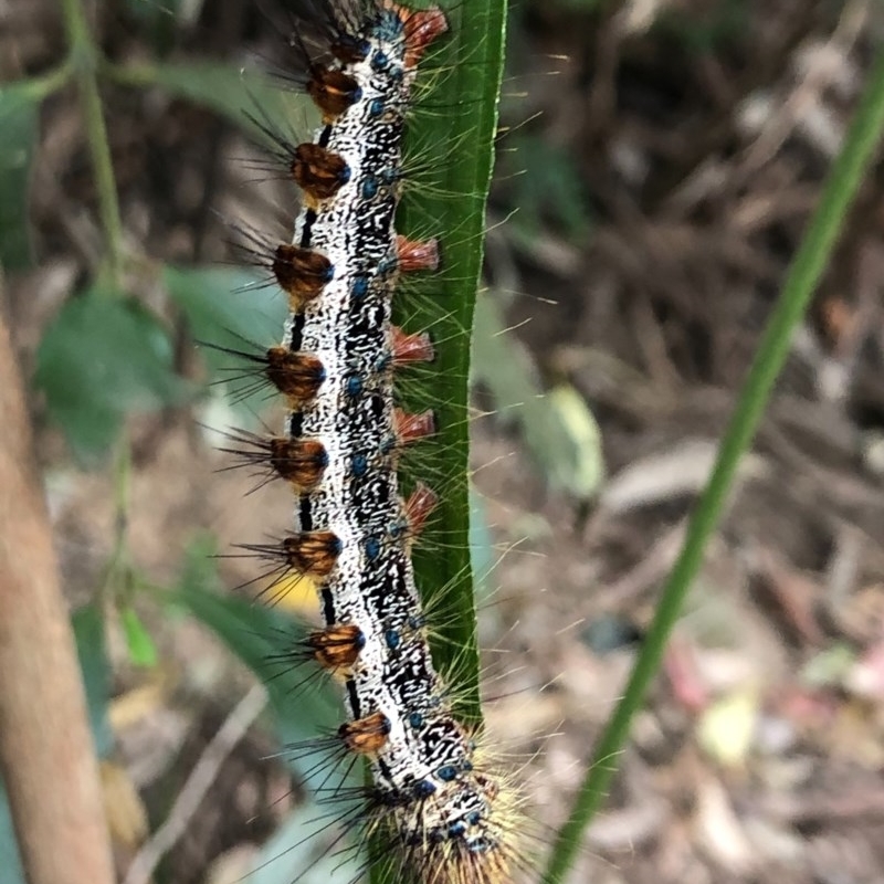 Aglaosoma variegata