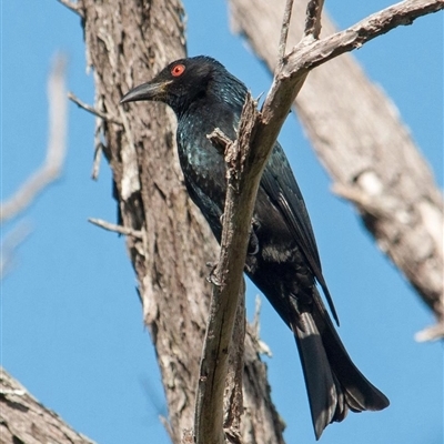 Dicrurus bracteatus