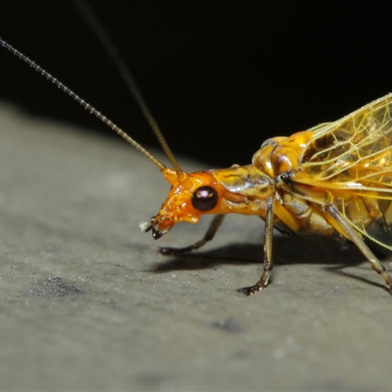 Dictyochrysa fulva