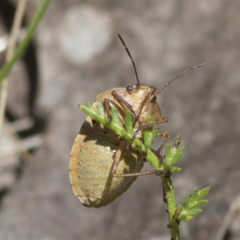 Dictyotus caenosus