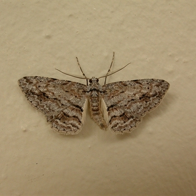 Didymoctenia exsuperata