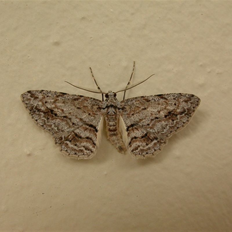 Didymoctenia exsuperata