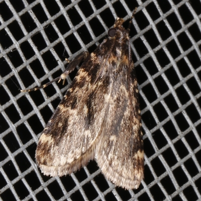 Aglossa caprealis