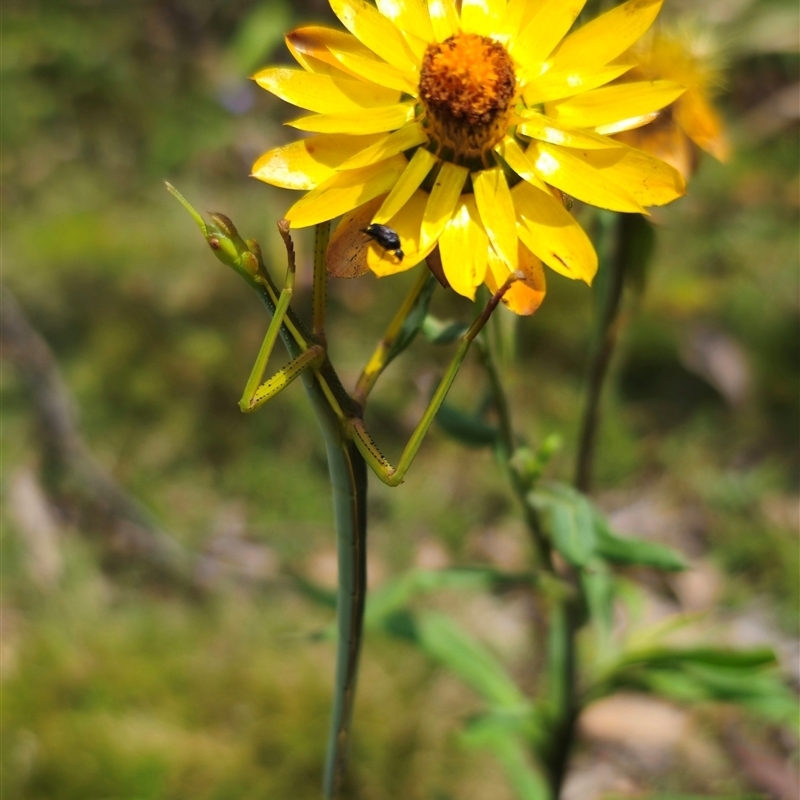 Didymuria violescens