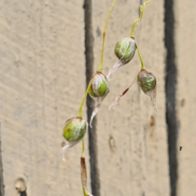 Dierama pendulum