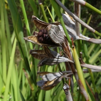 Jackie Miles, Merimbula, seed pods