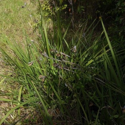 Dietes grandiflora