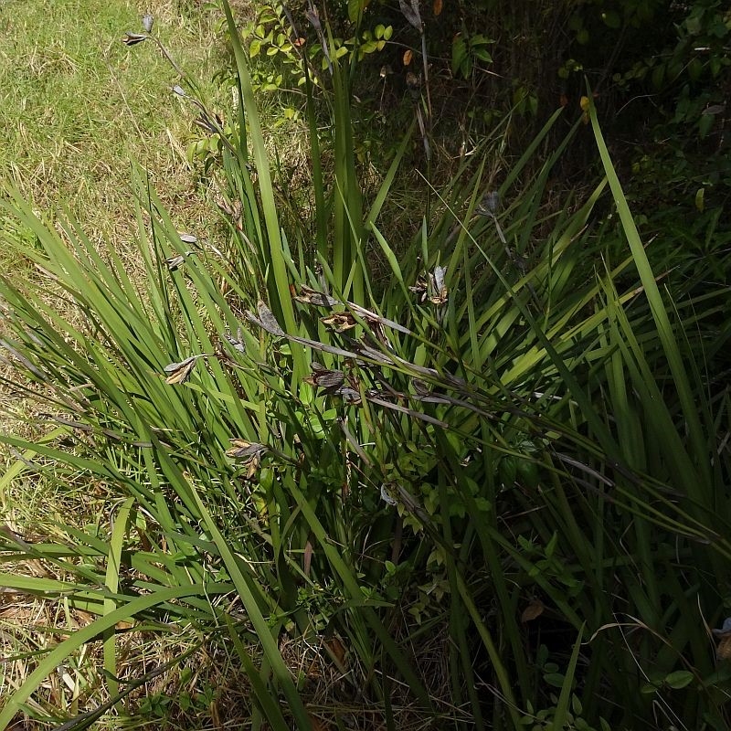 Strappy foliage with a pointed tip