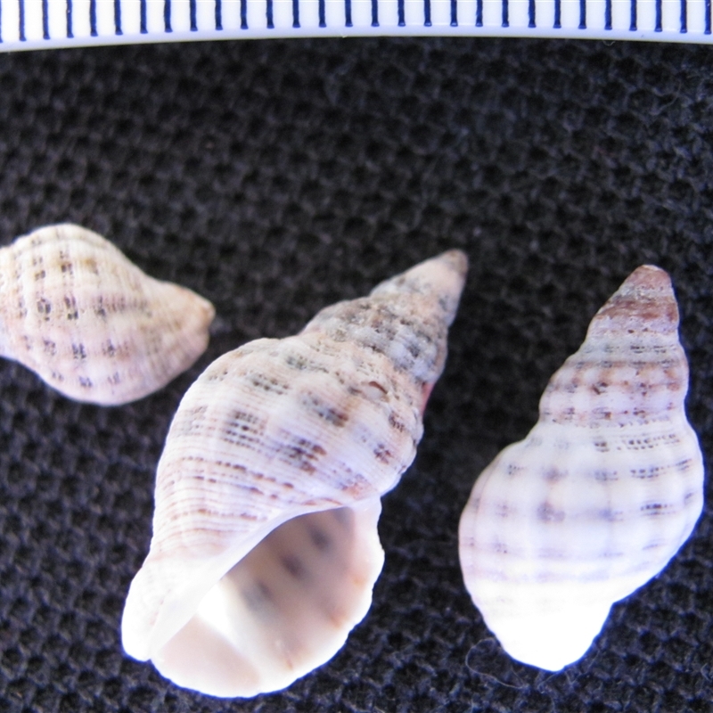 Agnewia tritoniformis