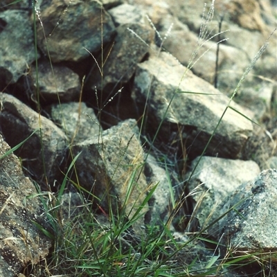 Digitaria brownii