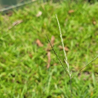 Digitaria didactyla