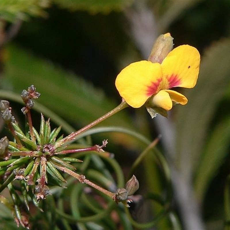 Dillwynia glaberrima