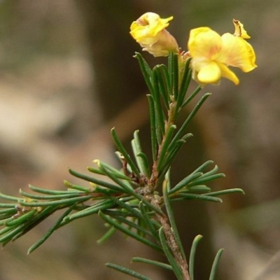 Dillwynia glaberrima