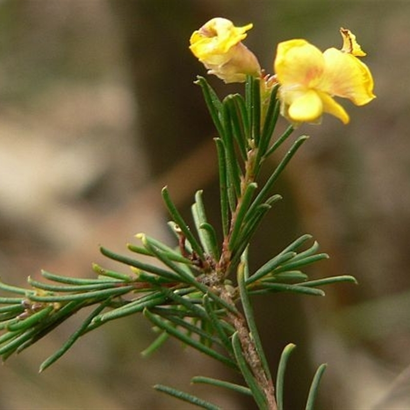 Dillwynia glaberrima