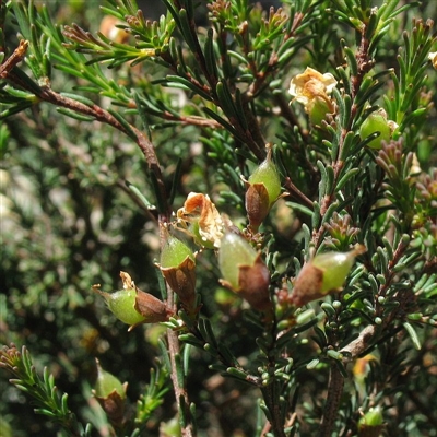 Dillwynia glaucula