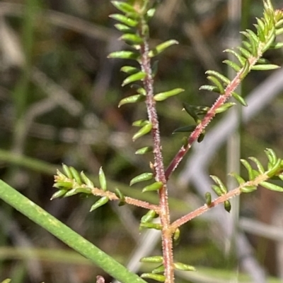 Dillwynia parvifolia