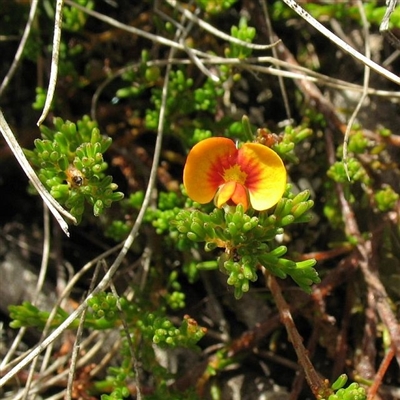 Dillwynia prostrata