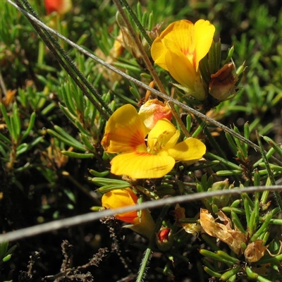 Dillwynia prostrata