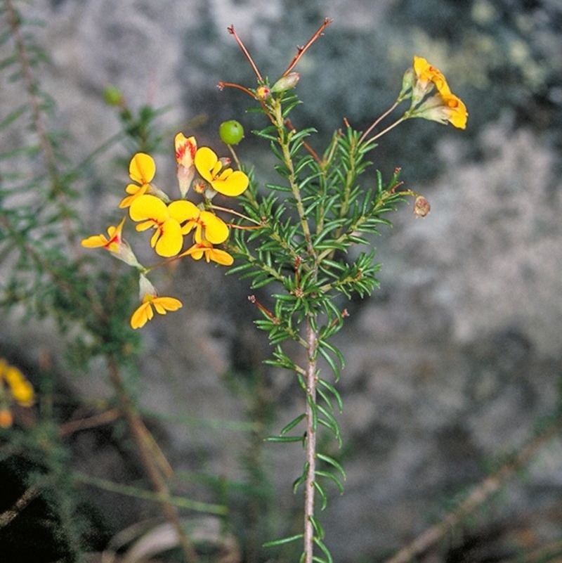 Dillwynia retorta