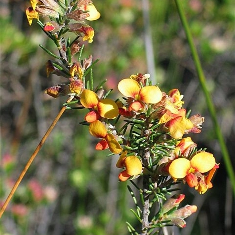 Dillwynia rudis