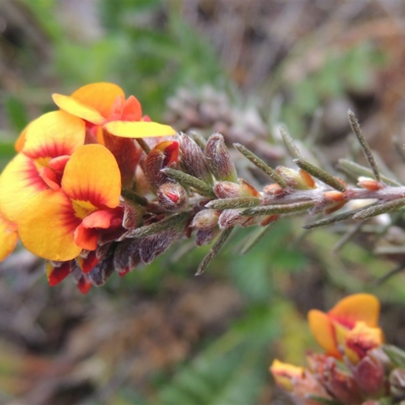 Dillwynia sericea