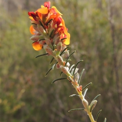 Dillwynia sericea