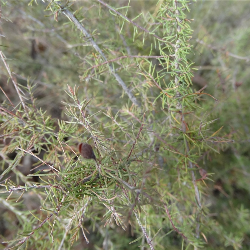 Dillwynia sp. Trichopoda (J.H.Maiden & J.L.Boorman s.n. 40290) NSW Herbarium