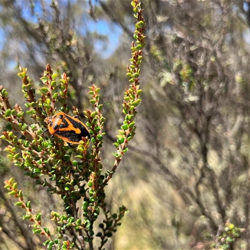 Agonoscelis rutila