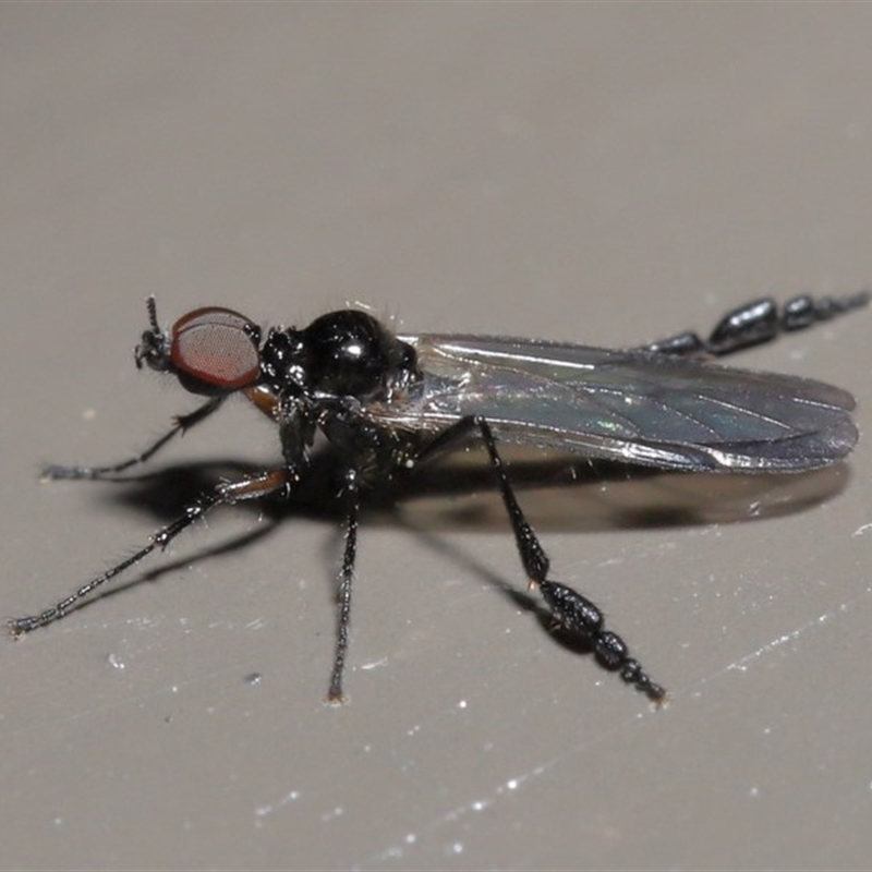 Dilophus sp. (genus)